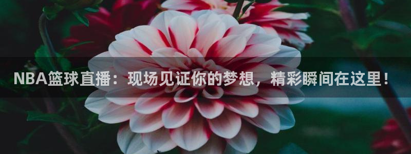 NBA篮球直播：现场见证你的梦想，精彩瞬间在这里！