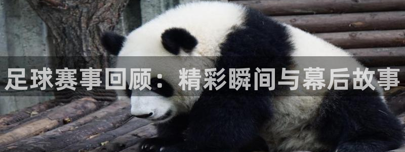 足球赛事回顾：精彩瞬间与幕后故事